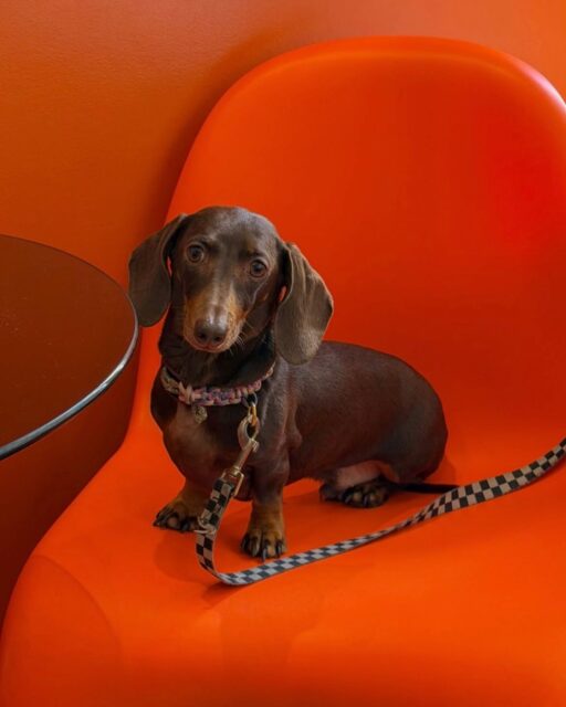 Beau Commun vous donne rendez-vous les 11 et 12 Avril 2026.

Venez découvrir plus de 40 créateurs et artisans de tout univers. Mode, bijoux, maroquinerie, céramique, décoration, illustrations, food, beauté & bien-être, kids, jeux... Mais aussi des ateliers créatifs, une ambiance musicale et le Beau Café pour une pause gourmande ☕🧁

📍 Quartier Général - 71 rue de la Fontaine au Roi - Paris 11e
🕐 Samedi 10h-20h / Dimanche 10h-19h
  Entrée gratuite

Qui est donc Lulu ? Coline, sa maîtresse, pourrait vous en parlez des heures. Entre eux c'est l'amour fou et ce petit poilu est une source d'inspiration pour cette créatrice de bijoux.

Cela fait maintenant 10 ans que Coline crée des bijoux mais depuis 2025 ce sont des laisses, colliers et autres joyeusetés pour poilus & leurs maîtres qui rythment son quotidien. @lulu_the_studio ce sont des accessoires colorés et funky pour chiens. Bandanas, pochettes, porte clés, laisse main...

Venez donc avec votre toutou pour tester ces créations uniques et faites main à Paris.

#beaucommun #quartiergeneral #popup #popupparis #luluthestudio